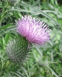 スコットランドの国花 はちみつの通信販売 シェイラ ロコ